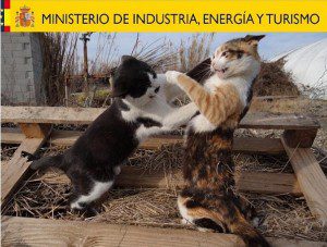Gatos peando